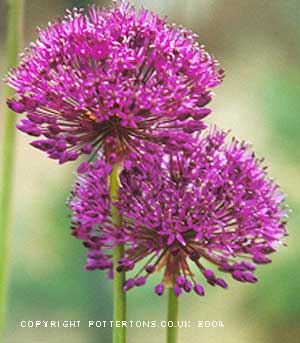 100  Allium collection