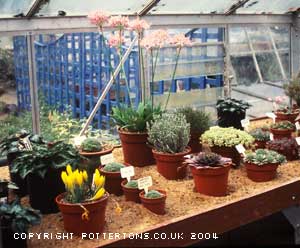 Alpine House