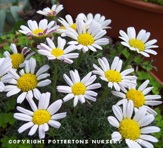 Anacyclus pyrethrum var depressus