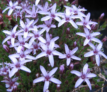 Arenaria purpurascens