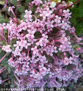 Asperula arcadiensis (suberosa) 