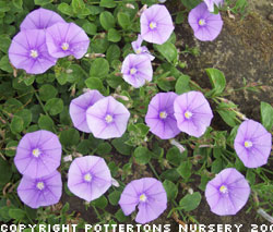 Convolvulus sabatius 