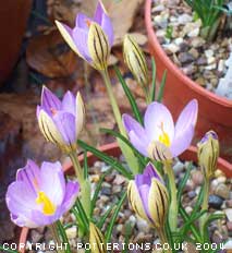 Crocus imperati 'De Jager'