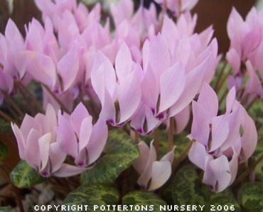 Cyclamen cilicium 