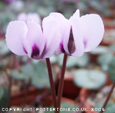 Cyclamen coum 'Album' (delivery September  to October)