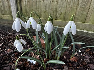 Galanthus 'Brechin Castle'