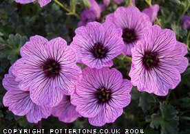 Geranium cinereum 'Ballerina' 