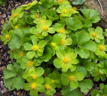 Hacquetia epipactis 