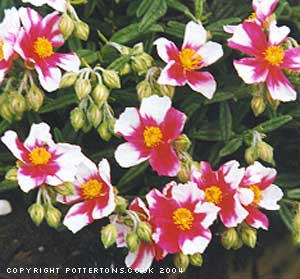 Helianthemum 'Raspberry Ripple' 