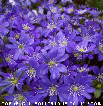 Hepatica nobilis