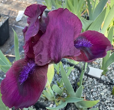 Iris 'Cherry Garden'
