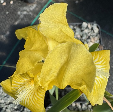 Iris 'Chicken Little'