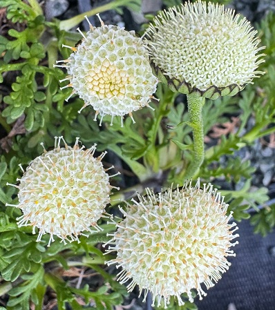 Leptinella pyrethrifolia