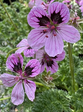 Erodium 'Linda's Love'