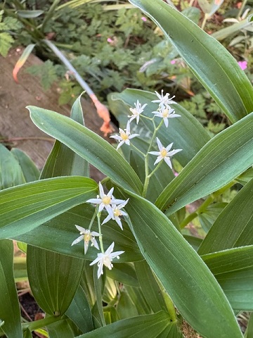 Smilacina stellata