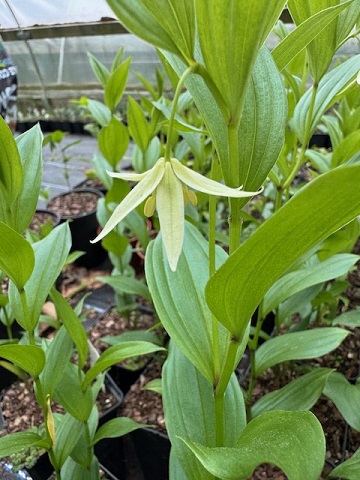 Disporum viridescens BSWJ4598