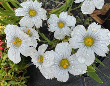 Sisyrinchum 'Icicle'