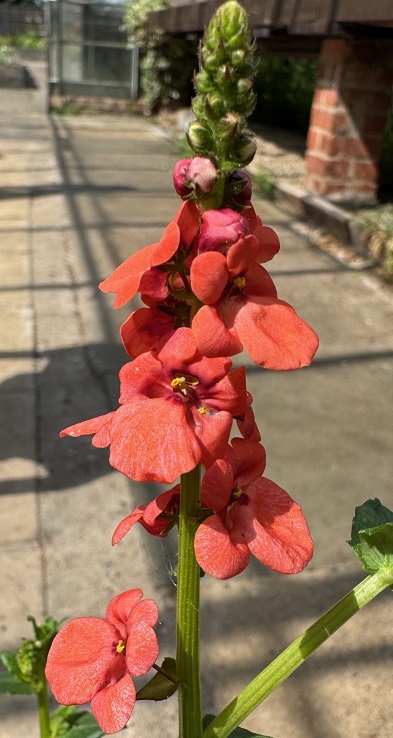 Diascia personata Orange
