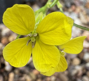 Erysimum 'Lemon Light'