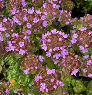 Thymus camphoratus