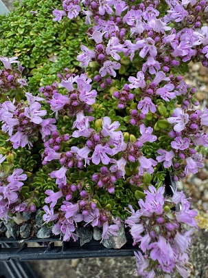 Thymus 'Rasta'