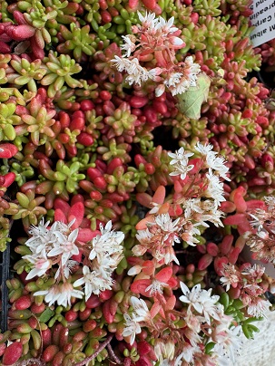 Sedum album 'Coral Carpet'