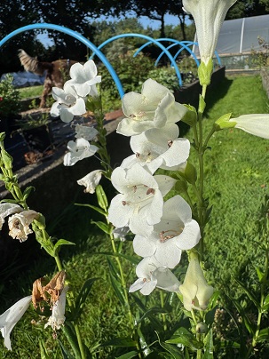Penstemon 'Snowstorm'