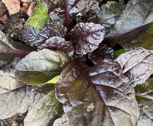 Ajuga reptans 'Braunherz'