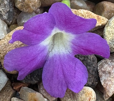 Primula x pubescens 'Lilac Fairy'