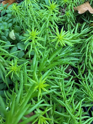 Sedum rupestre 'Angelina'
