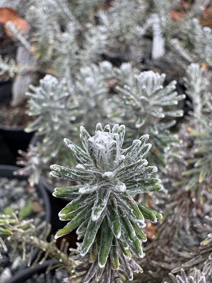 Celmisia x ramulosa 'Garth Merelie'