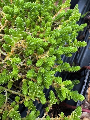 sedum acre aureum