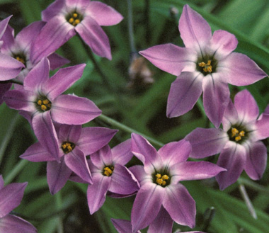 Ipheion uniflorum 'Charlotte Bishop'
