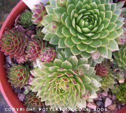 Jovibarba sobolifera