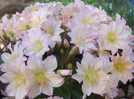 Lewisia tweedyi 