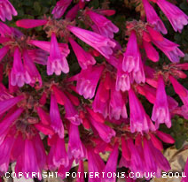 Penstemon laetus ssp. roezlii 