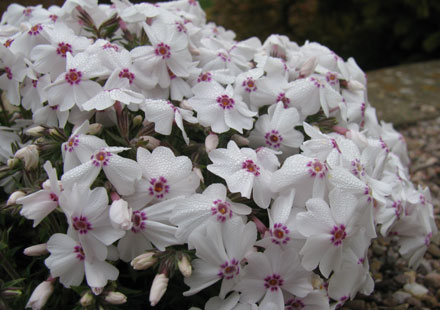 Phlox subulata 'Amazing Grace' 