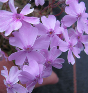 Phlox subulata 'Bonita' 