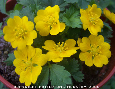 Potentilla neumanniana 'Nana' 