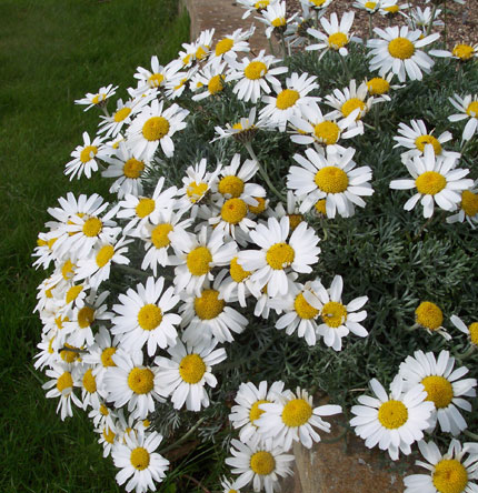 Rhodanthemum hosmariense 