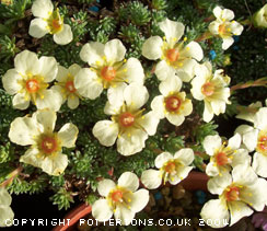 Saxifraga 'Alan Martin' (x boydilacina)