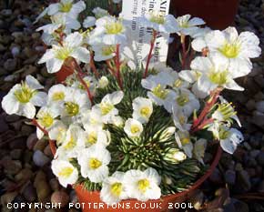 Saxifraga 'Prince Hal' (burseriana) 