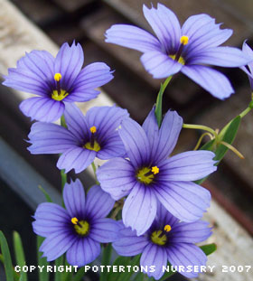 Sisyrinchium 'Blue France'