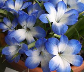 Tecophilaea cyanocrocus 'Leichtlinii'