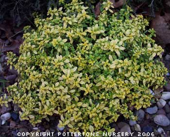 Thymus pulegioides 'Archers Gold' 