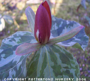 Trillium cuneatum hybrid (delivery in Autumn)