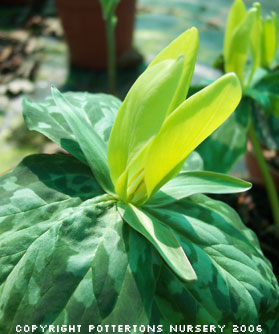 Trillium luteum