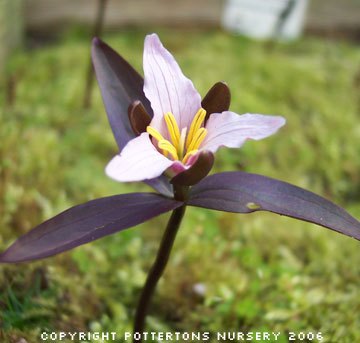 Trillium pusillum